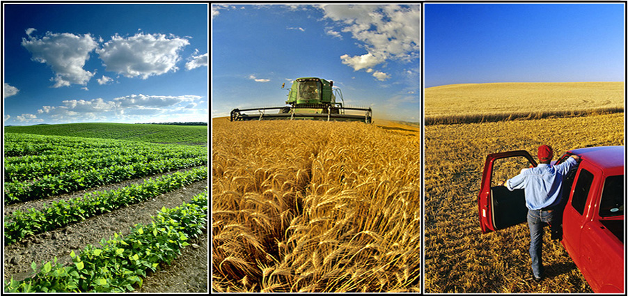 Top 25 Agricultural & Biological Engineering Universities in the US 2014